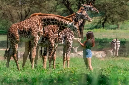 CHACHA SAFARIS