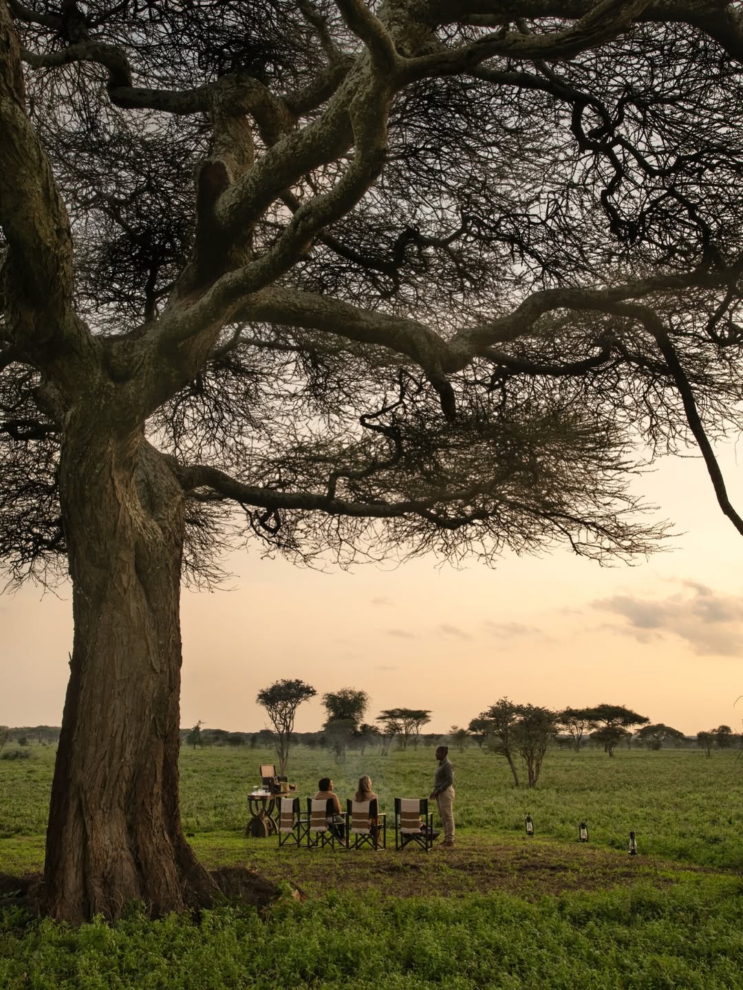 CHACHA SAFARIS