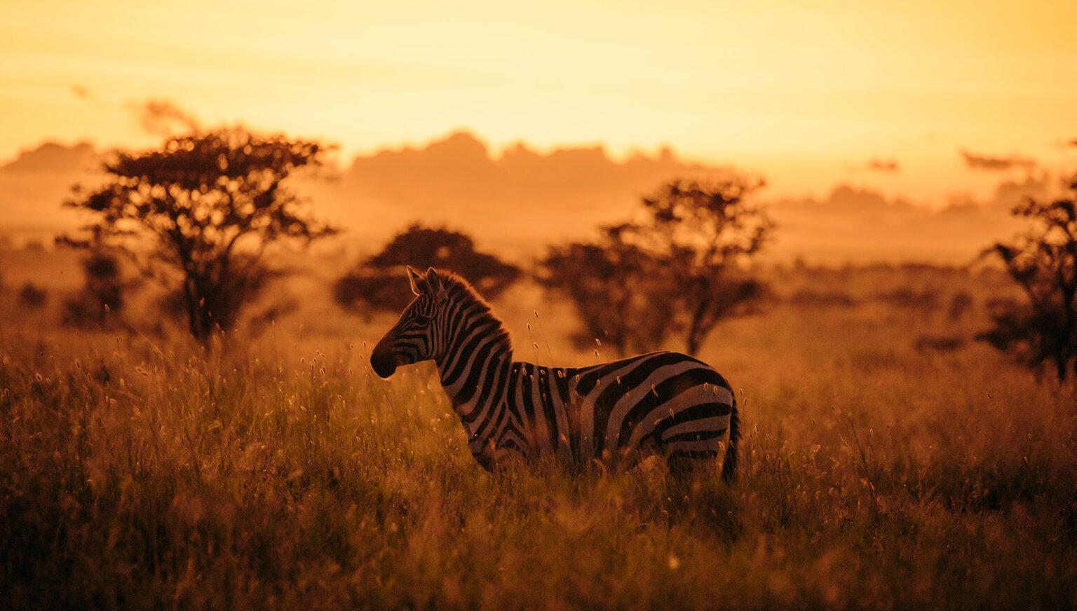 CHACHA SAFARIS