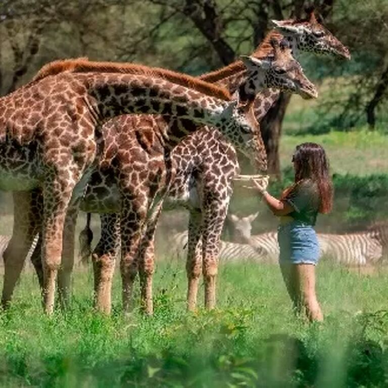 CHACHA SAFARIS