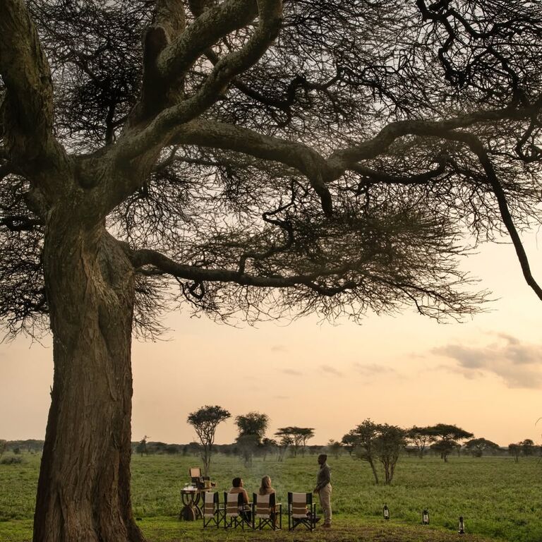 CHACHA SAFARIS