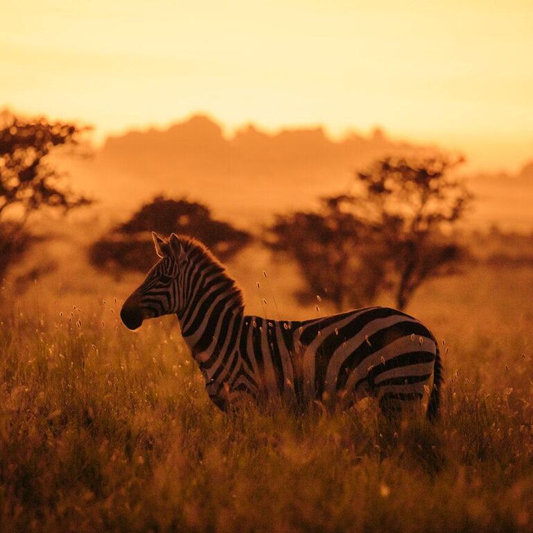 CHACHA SAFARIS