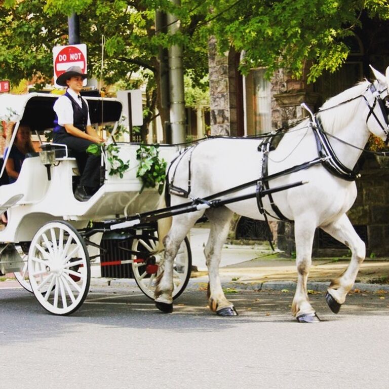 CARRIAGE RIDE IN CENTRAL PARK