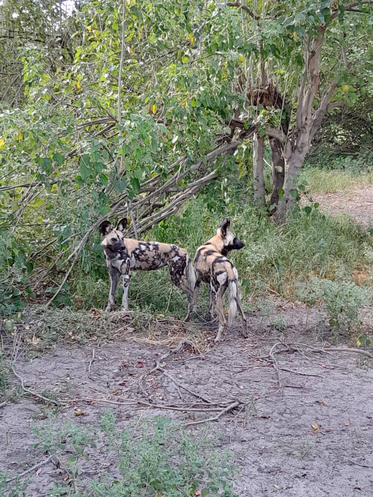 Steenbok Trail Safari