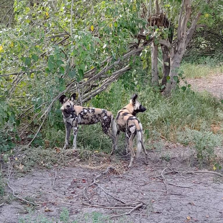 Steenbok Trail Safari
