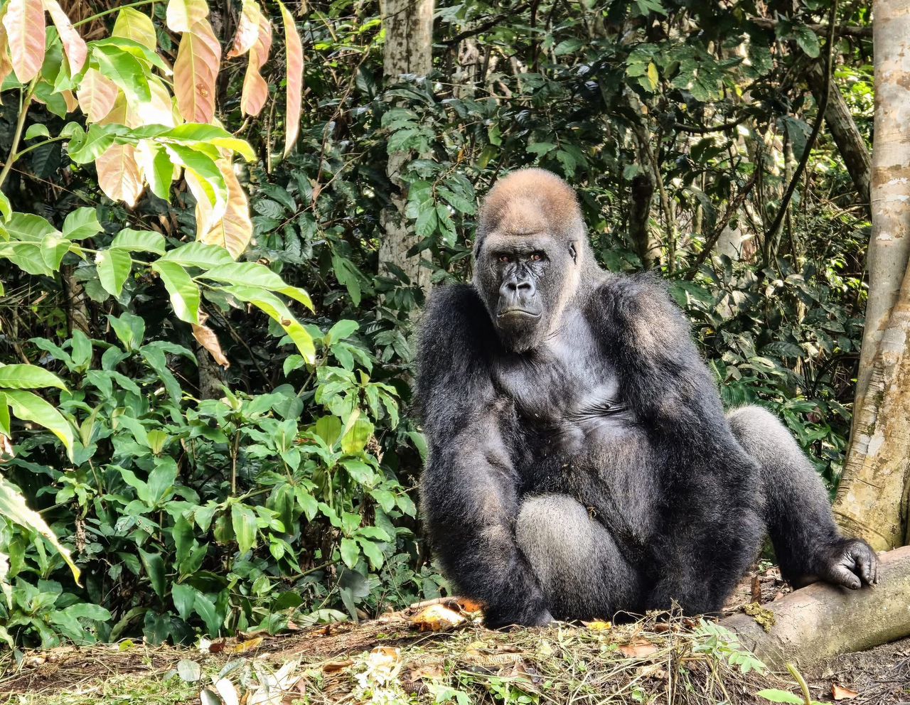 Young Optimists Safari Tour
