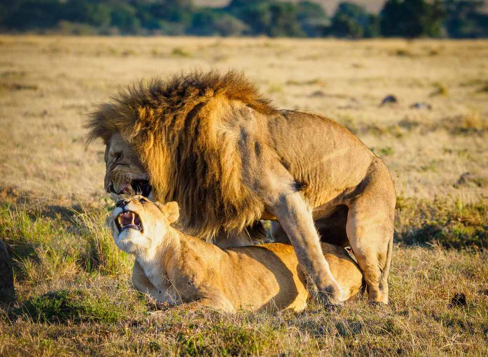 Adeli Kenya Safaris Limited