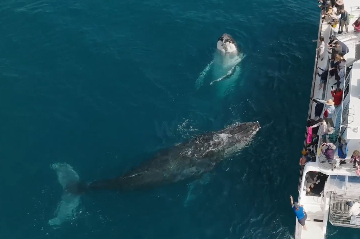 www.freedomwhalewatch.com.au
