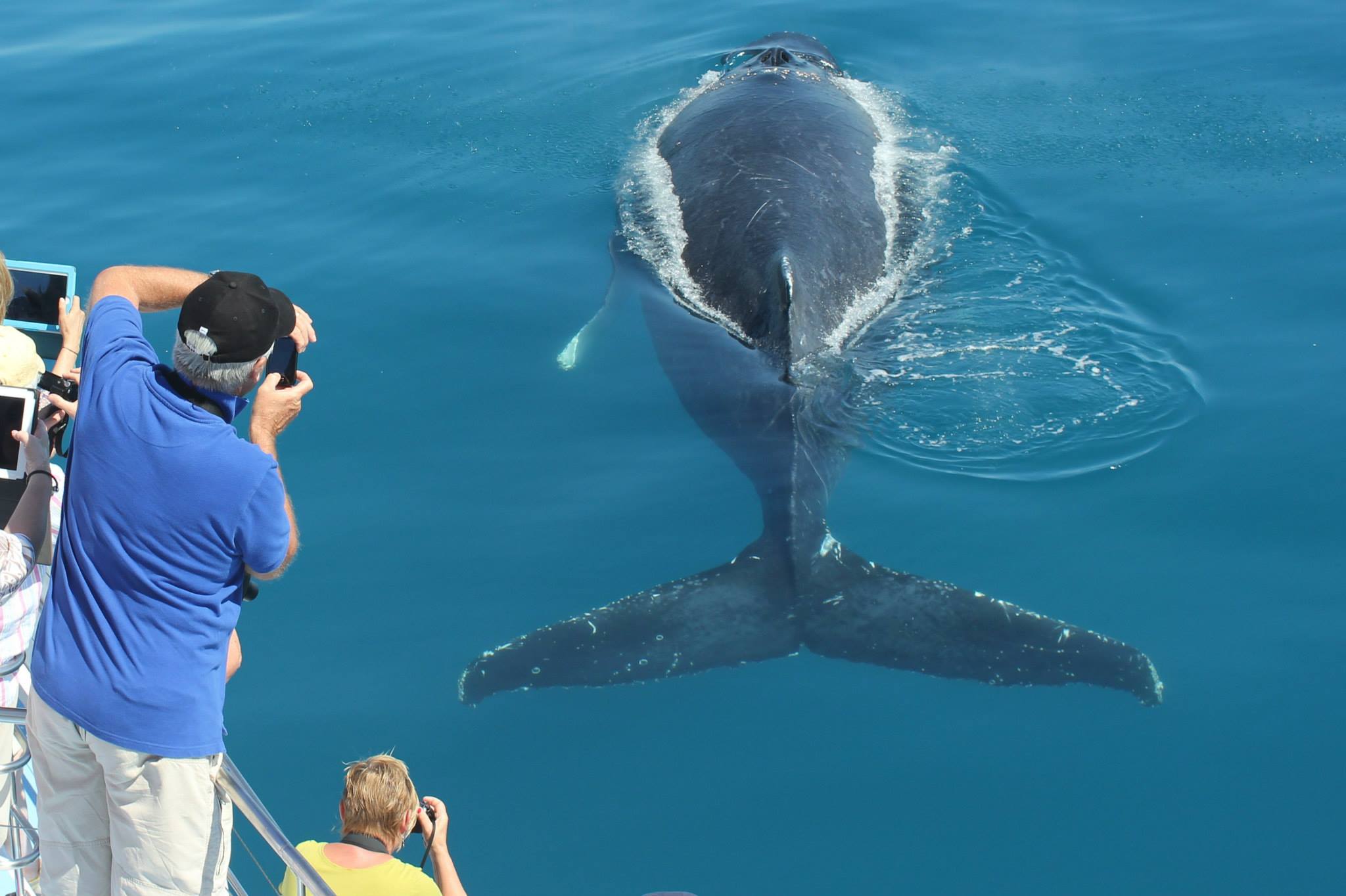 www.freedomwhalewatch.com.au