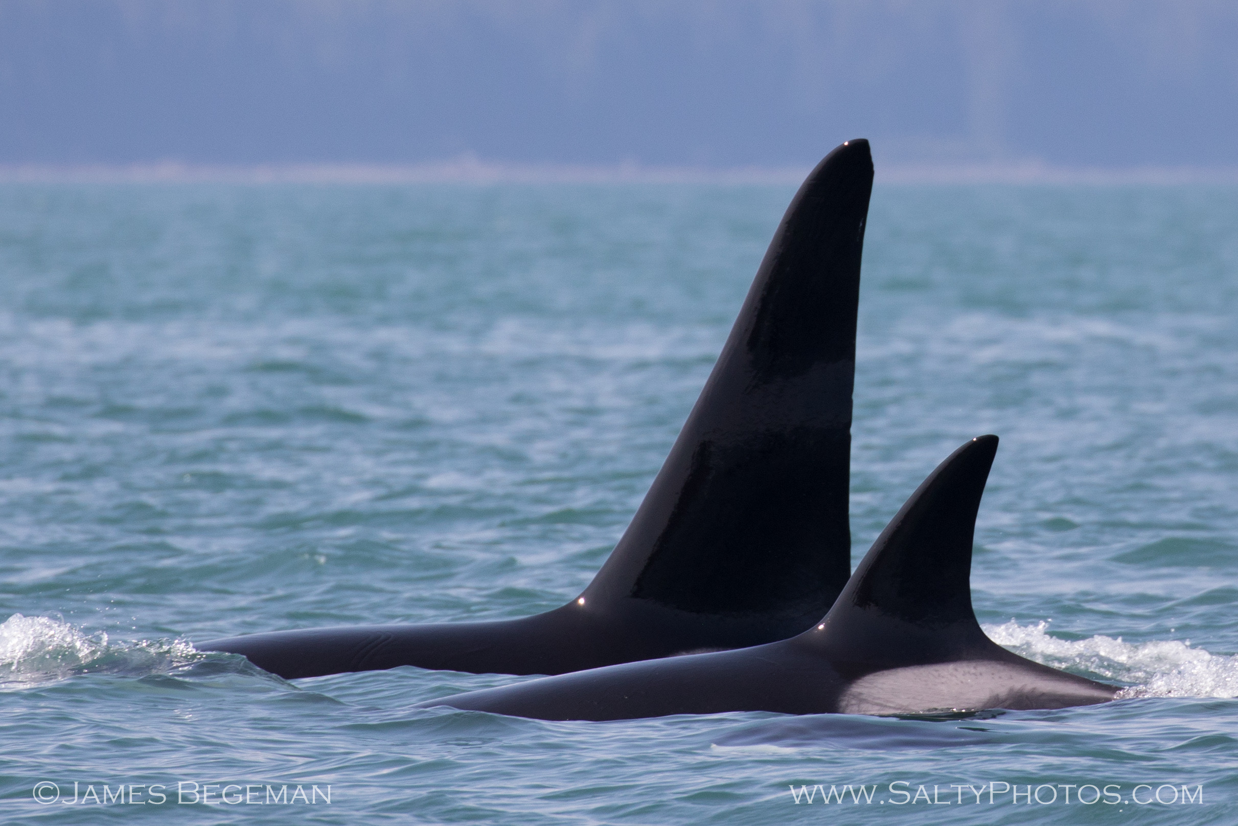 Catch of the day LLC