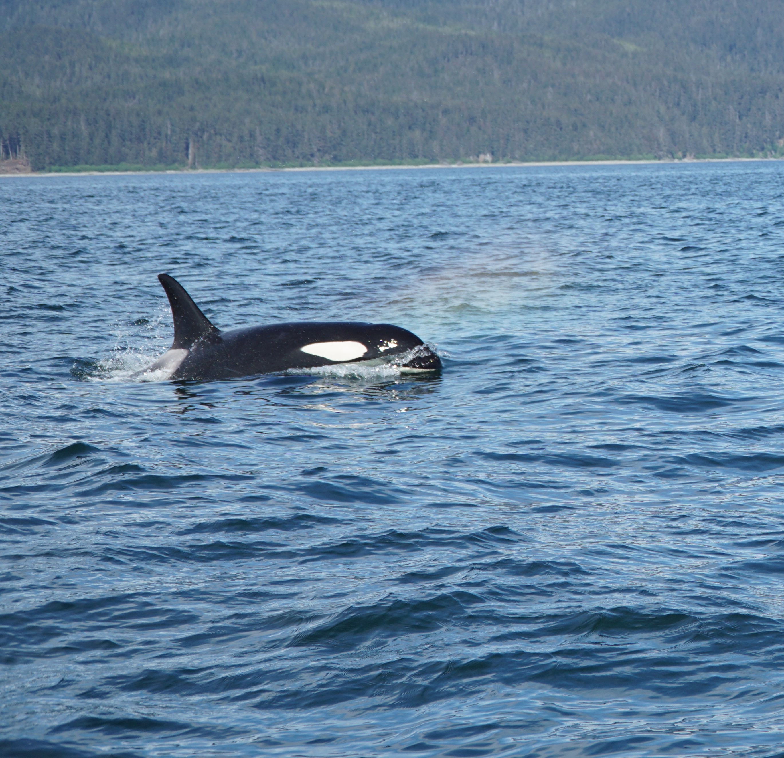 Catch of the day LLC