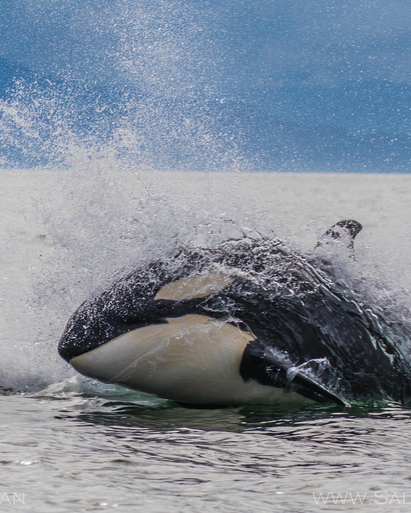 Catch of the day LLC