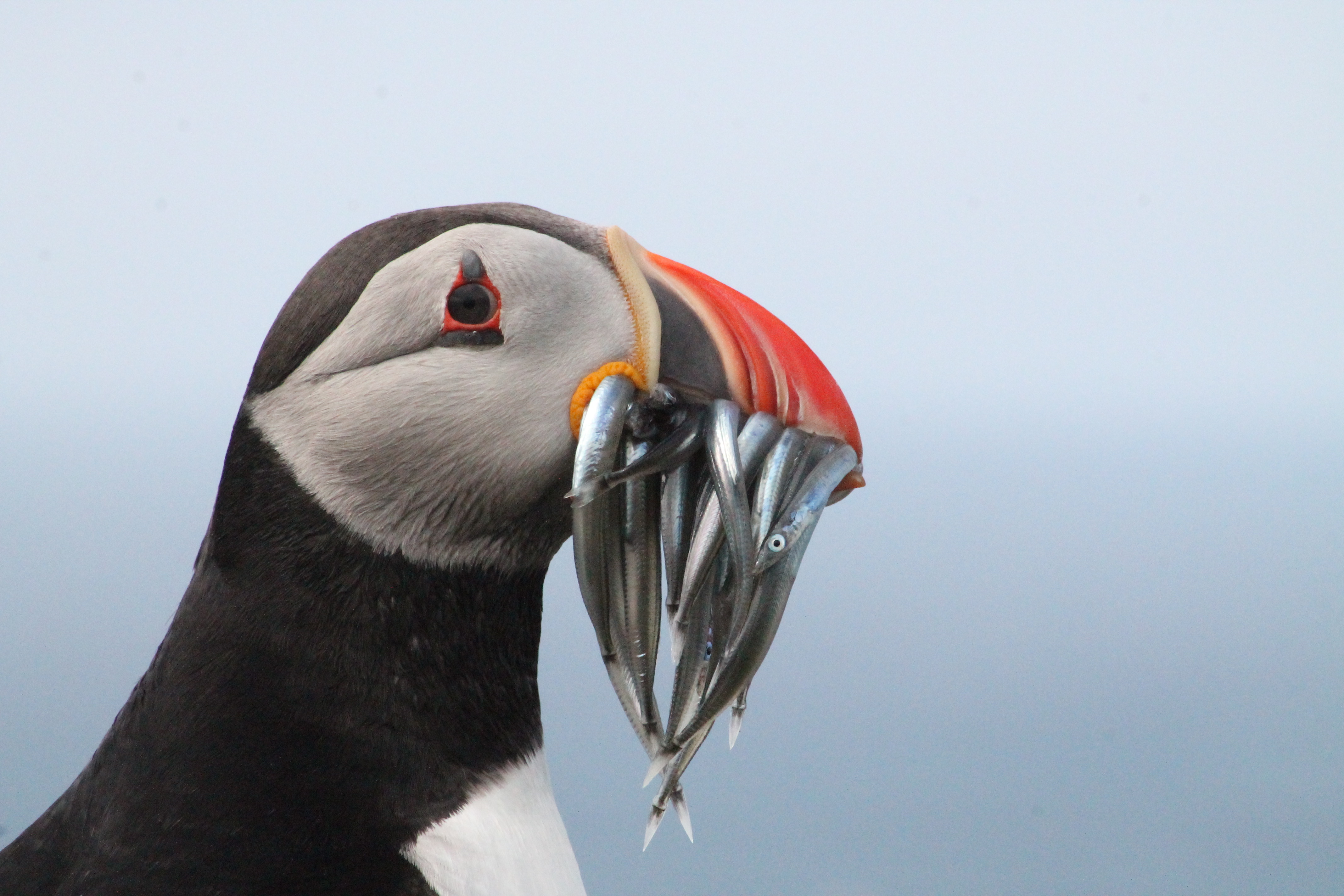 Faroe Tours