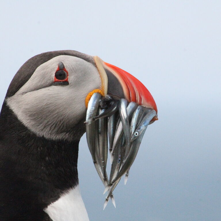 Faroe Tours