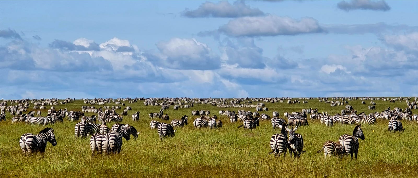 Felessy Tours and Safaris
