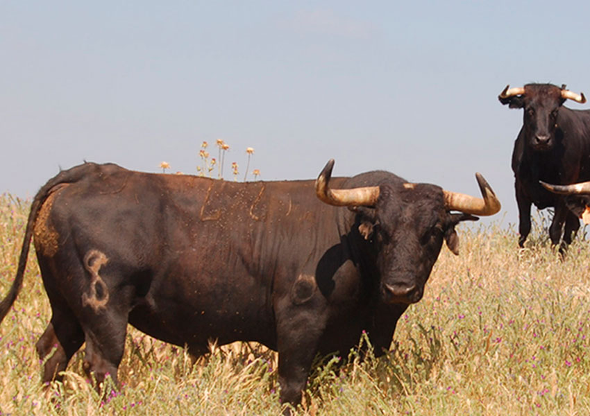 Entre Toros y Caballos