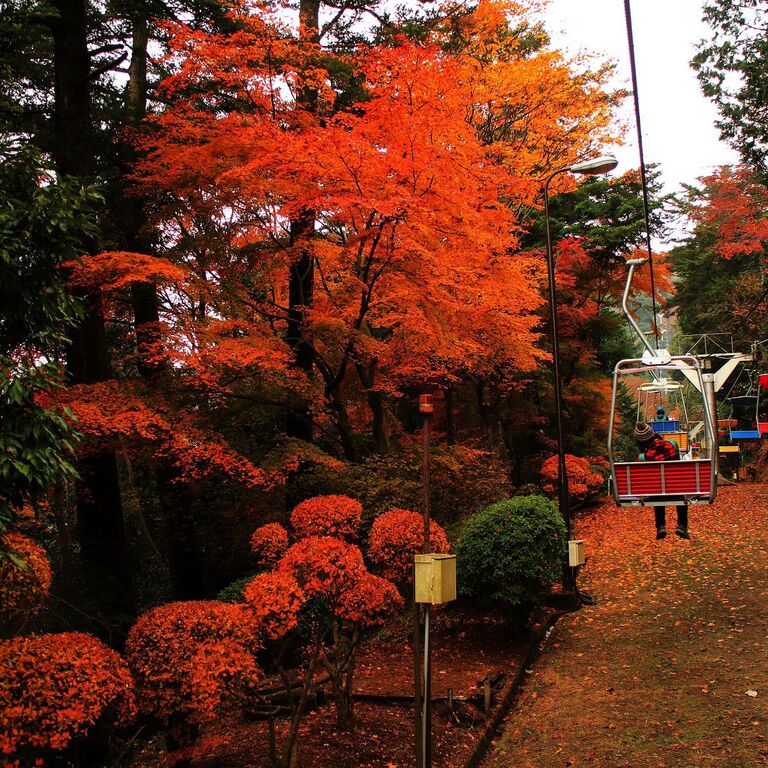 Irie Tokyo Tours
