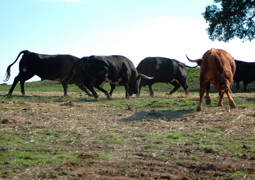 Entre Toros y Caballos