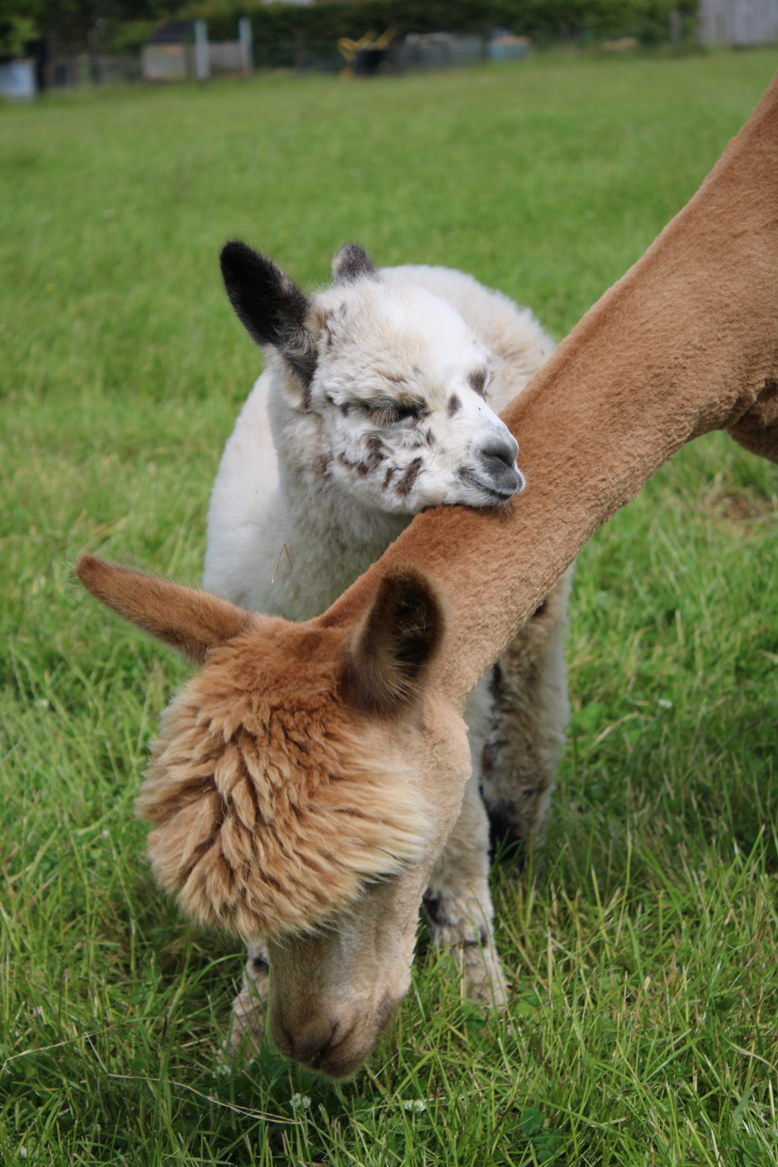 Bowbridge Alpacas Scotland