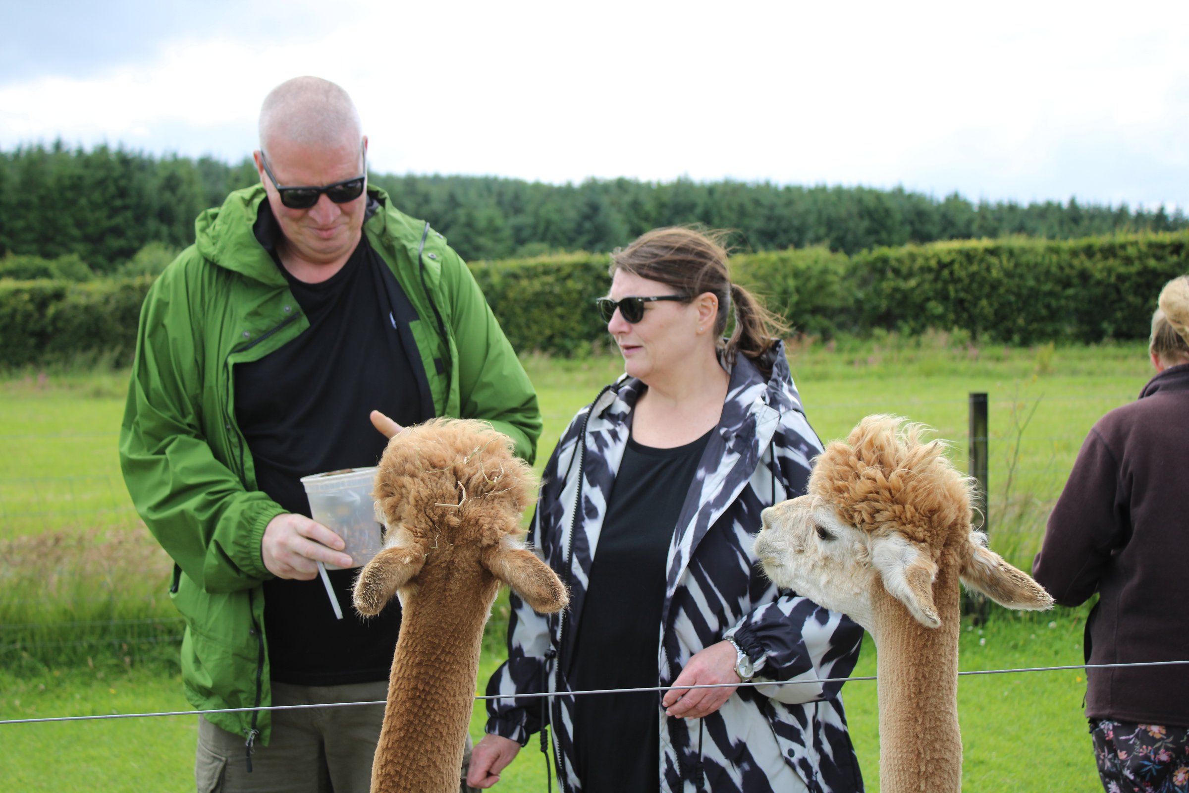 Bowbridge Alpacas Scotland