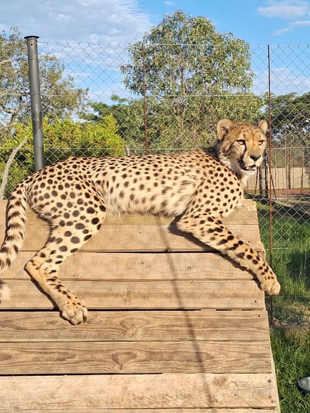 ZA Cheetah Conservation