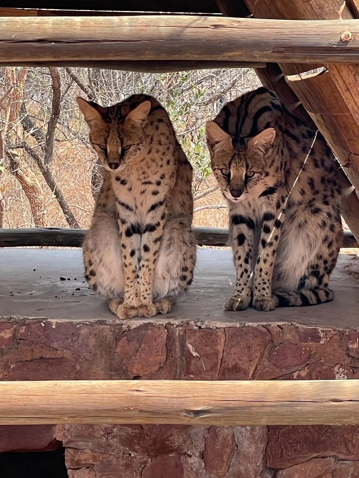 ZA Cheetah Conservation