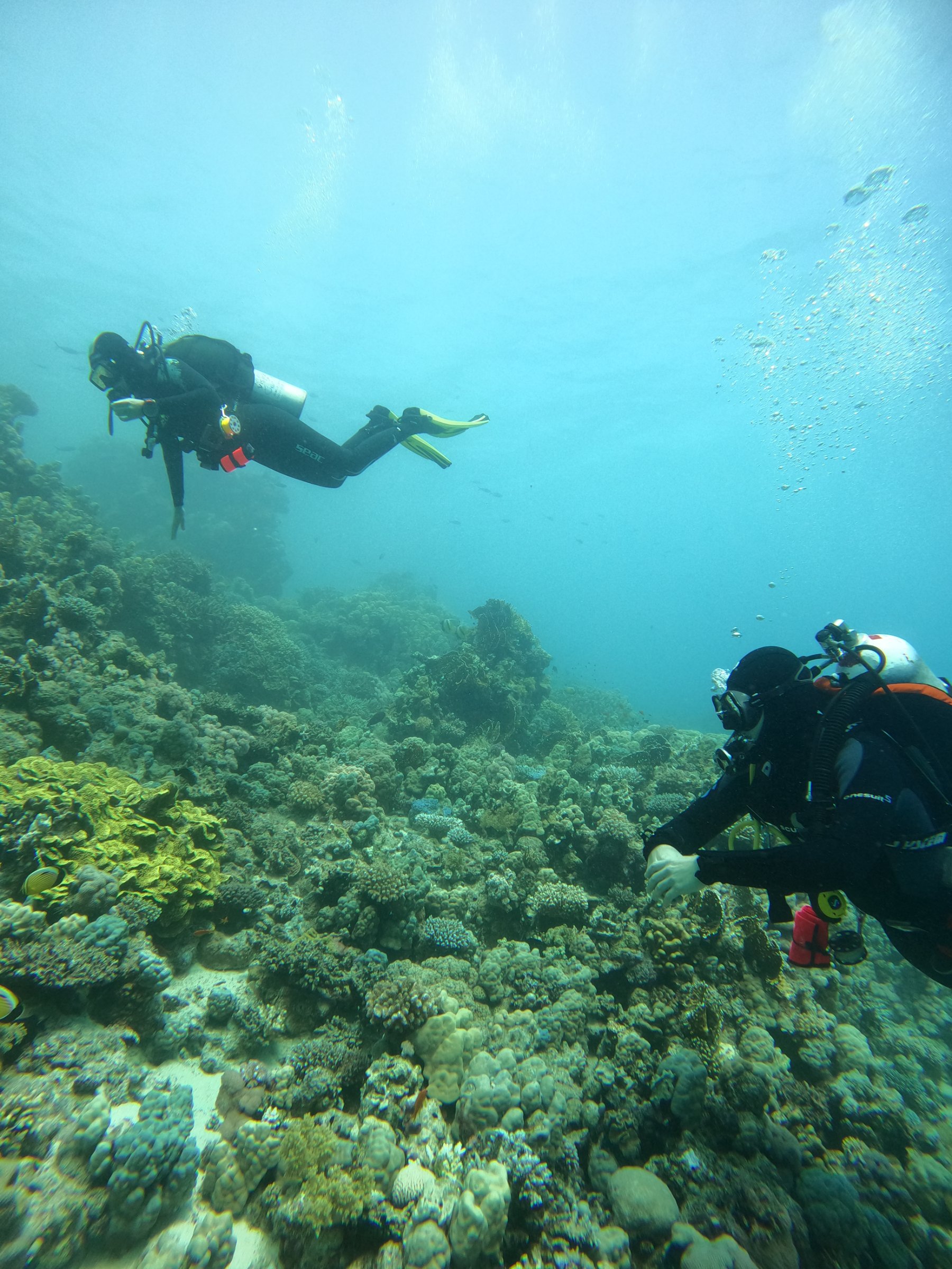 G.O.A.T Diving