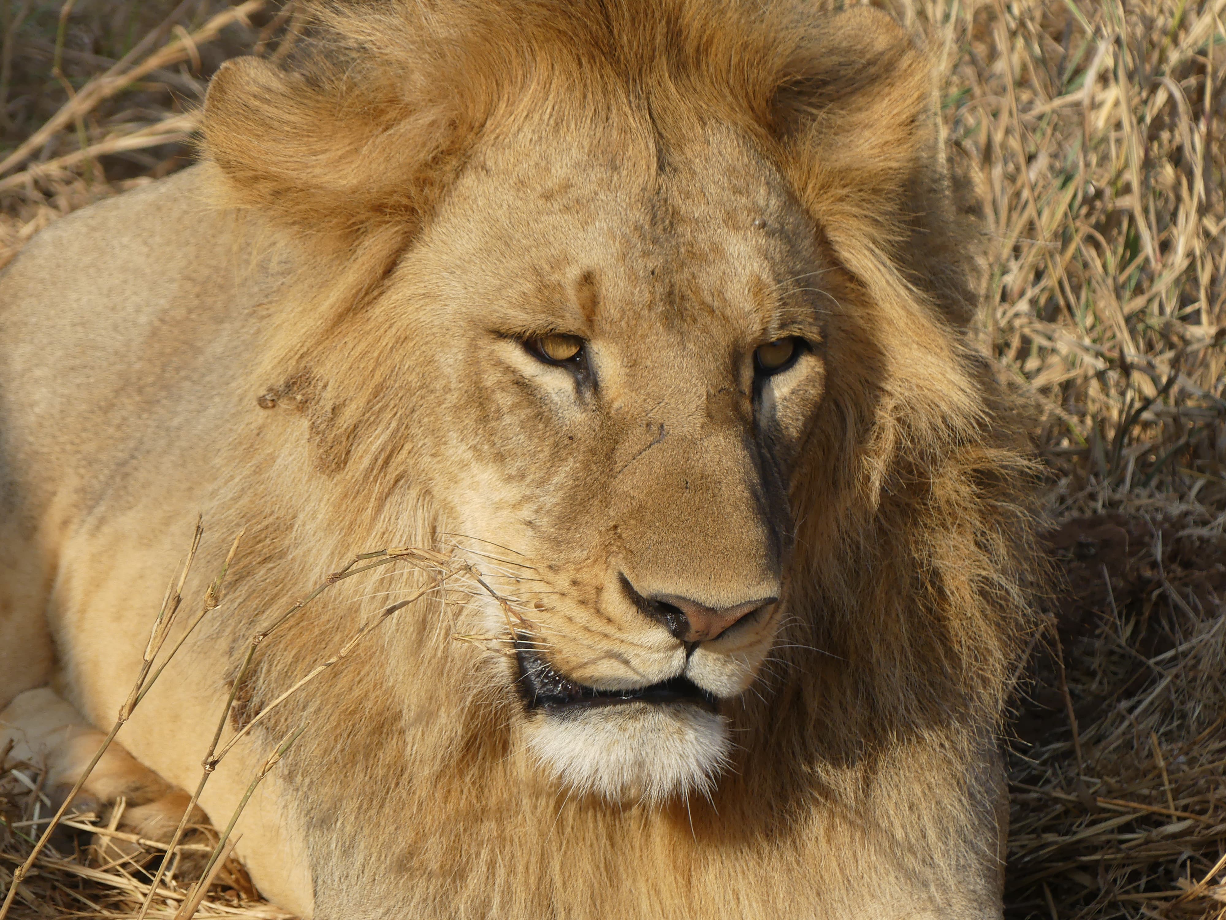 BECKERDREAM SAFARIS LIMITED