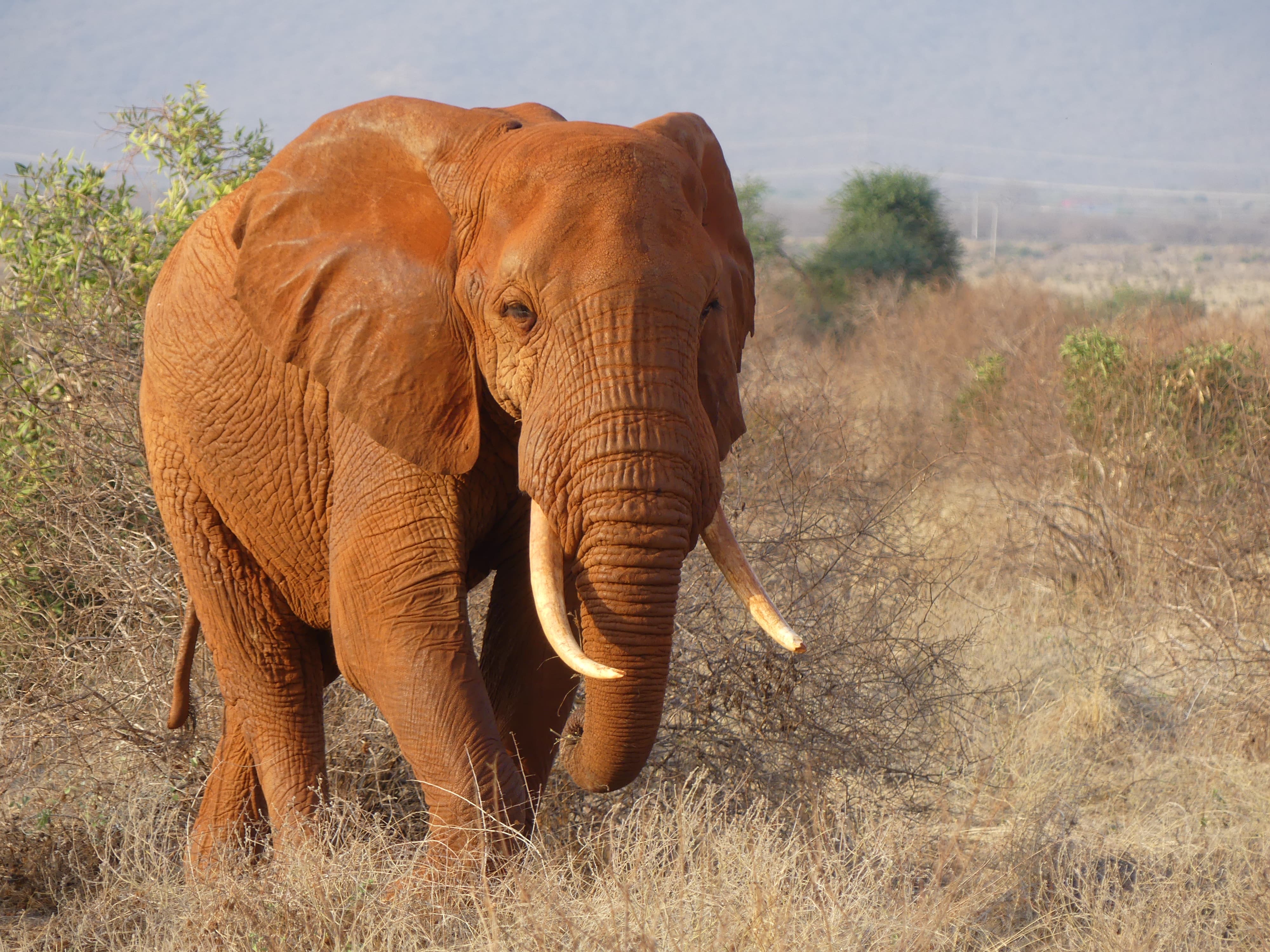BECKERDREAM SAFARIS LIMITED