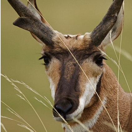 Bryce Wildlife Outfitters