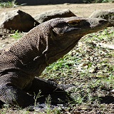 Mega Tours Komodo
