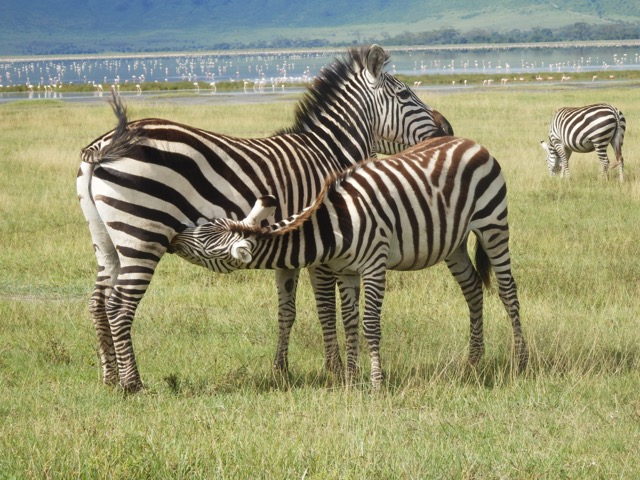 Luxury 4 Days Safari