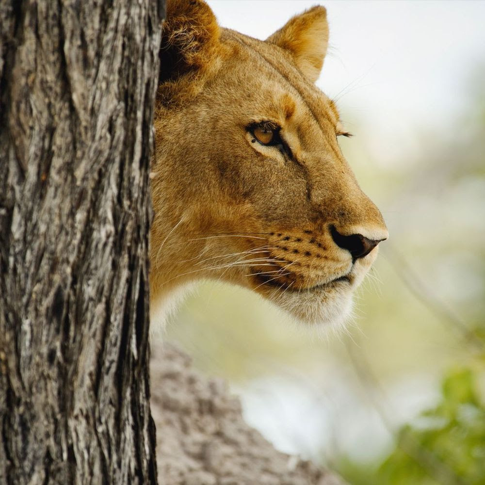 Beneber Africa Safaris