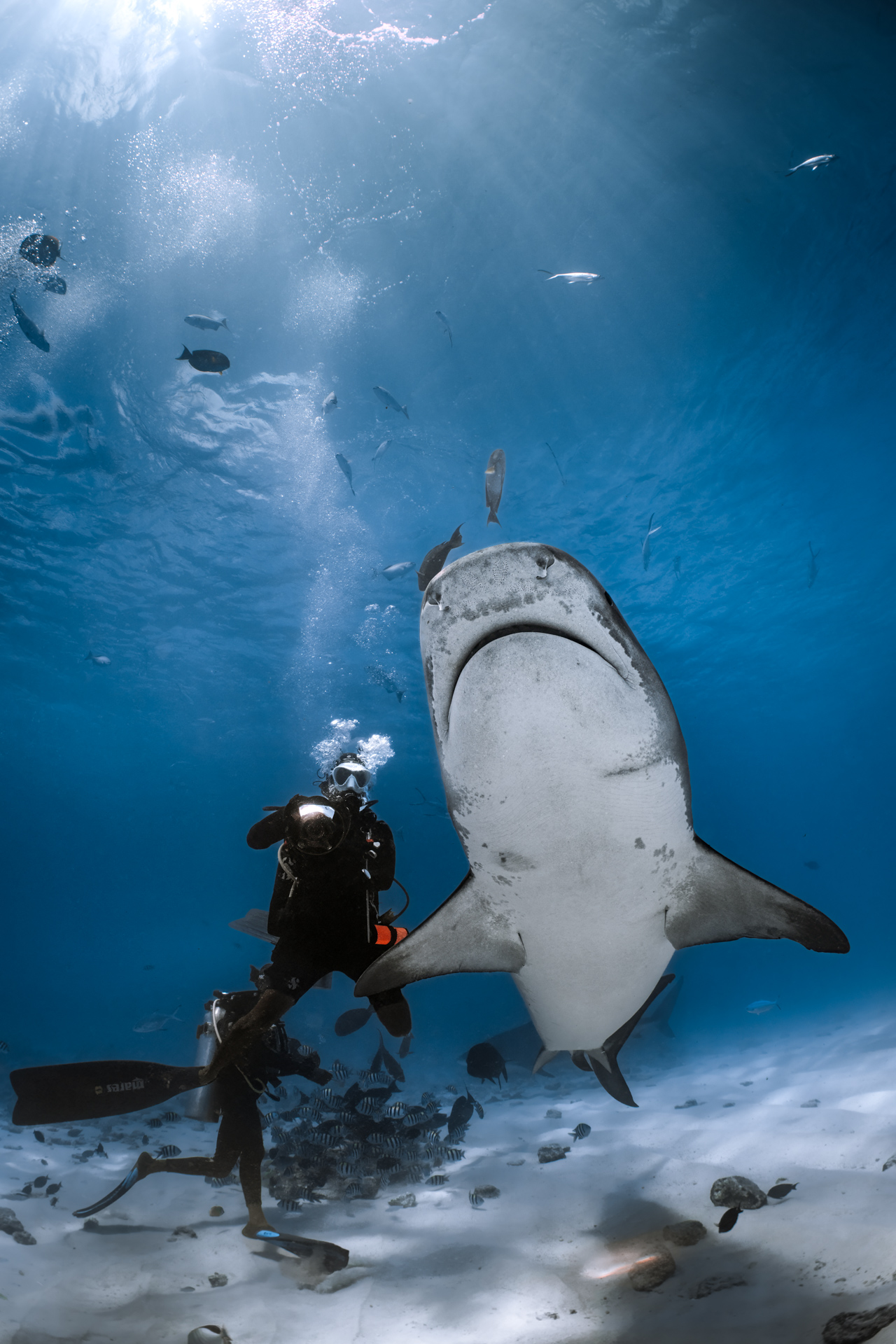 Liquid Shark Divers