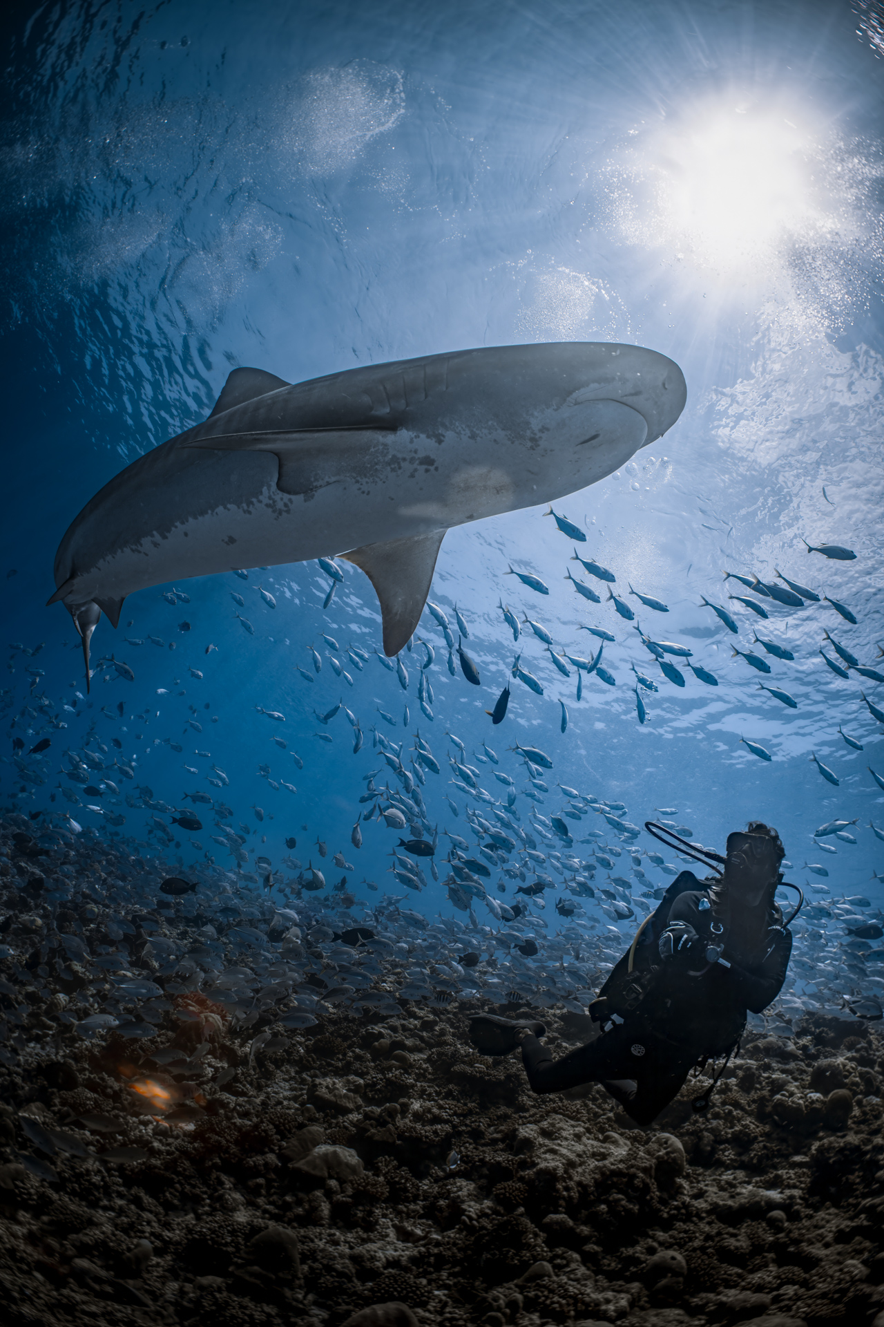 Liquid Shark Divers