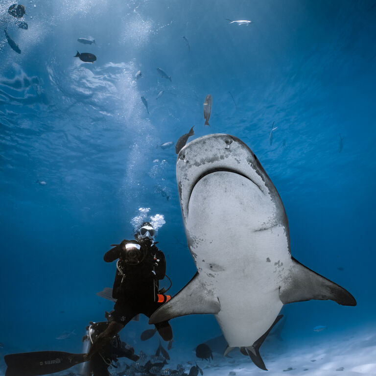 Liquid Shark Divers