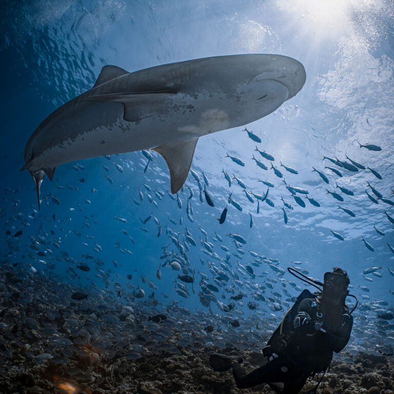 Liquid Shark Divers