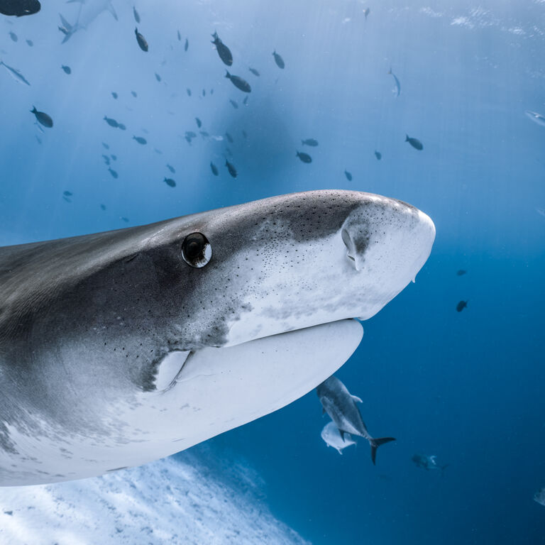 Liquid Shark Divers