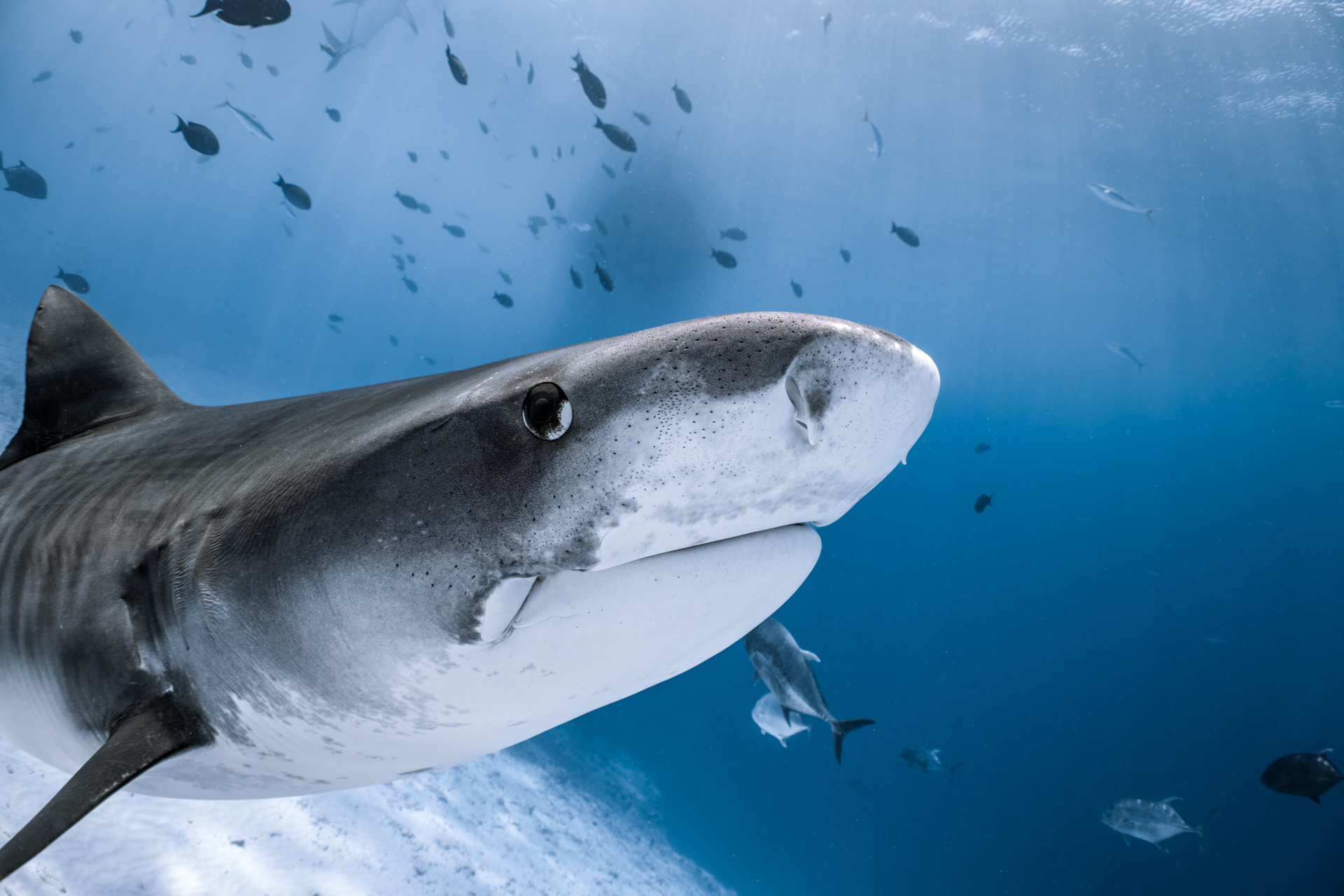Liquid Shark Divers