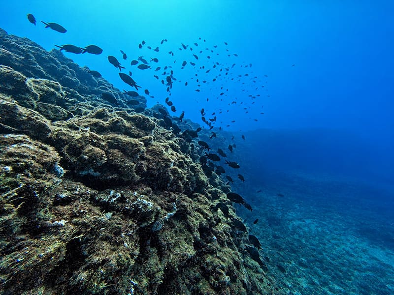 Bubbles - Club for Divers