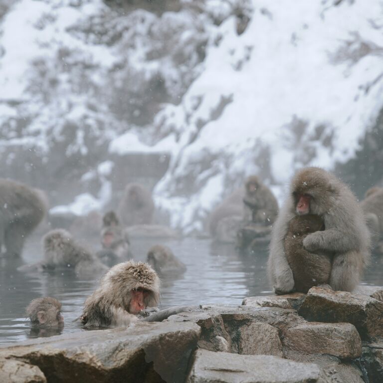 Trip Japan