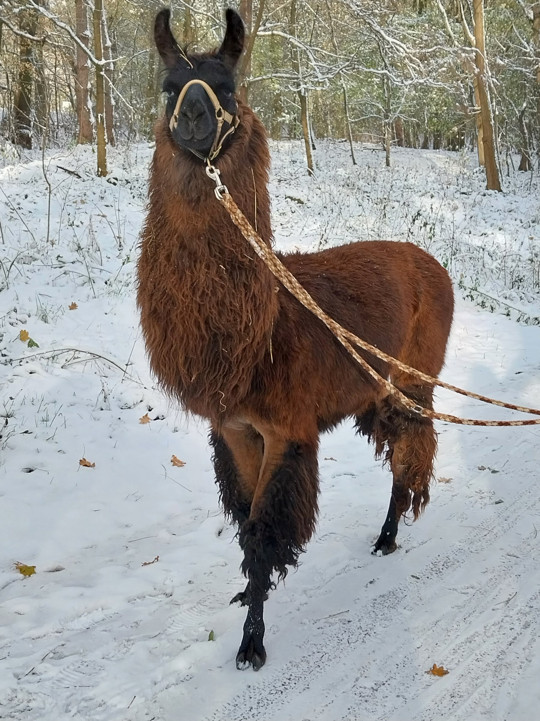 Märkischer Lamahof
