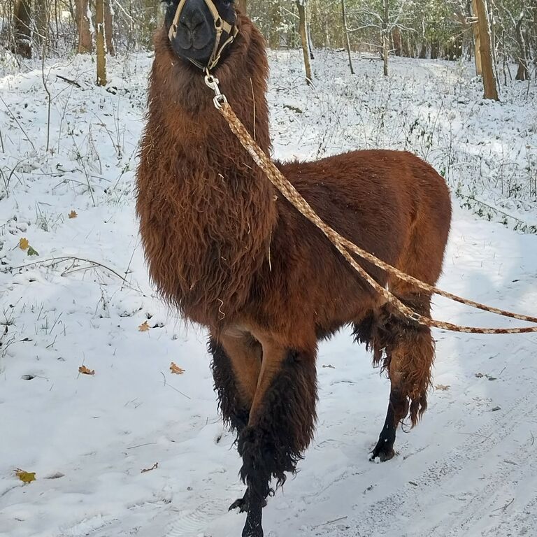 Märkischer Lamahof
