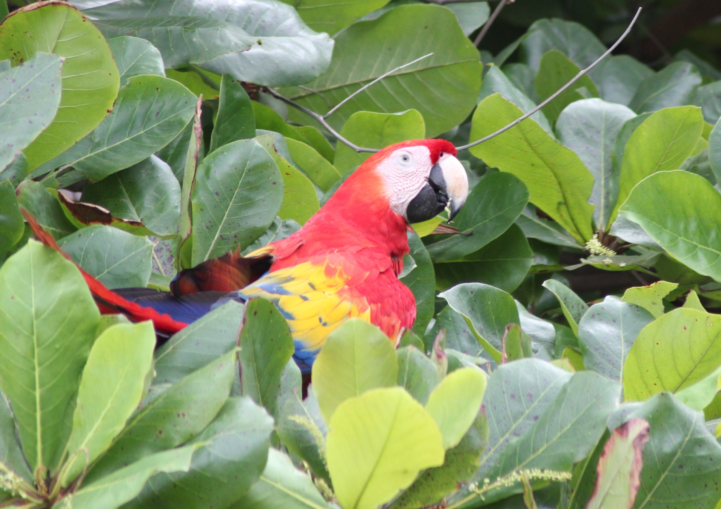 Corcovado Tours