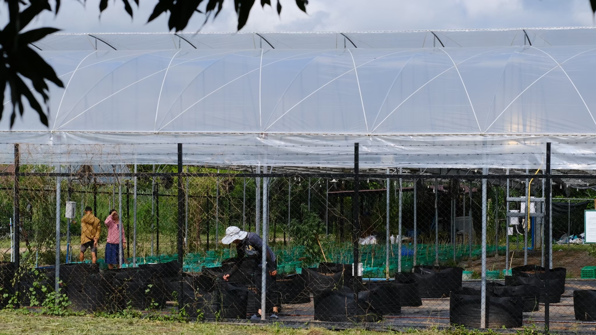 Happy Herb Cannabis Farm