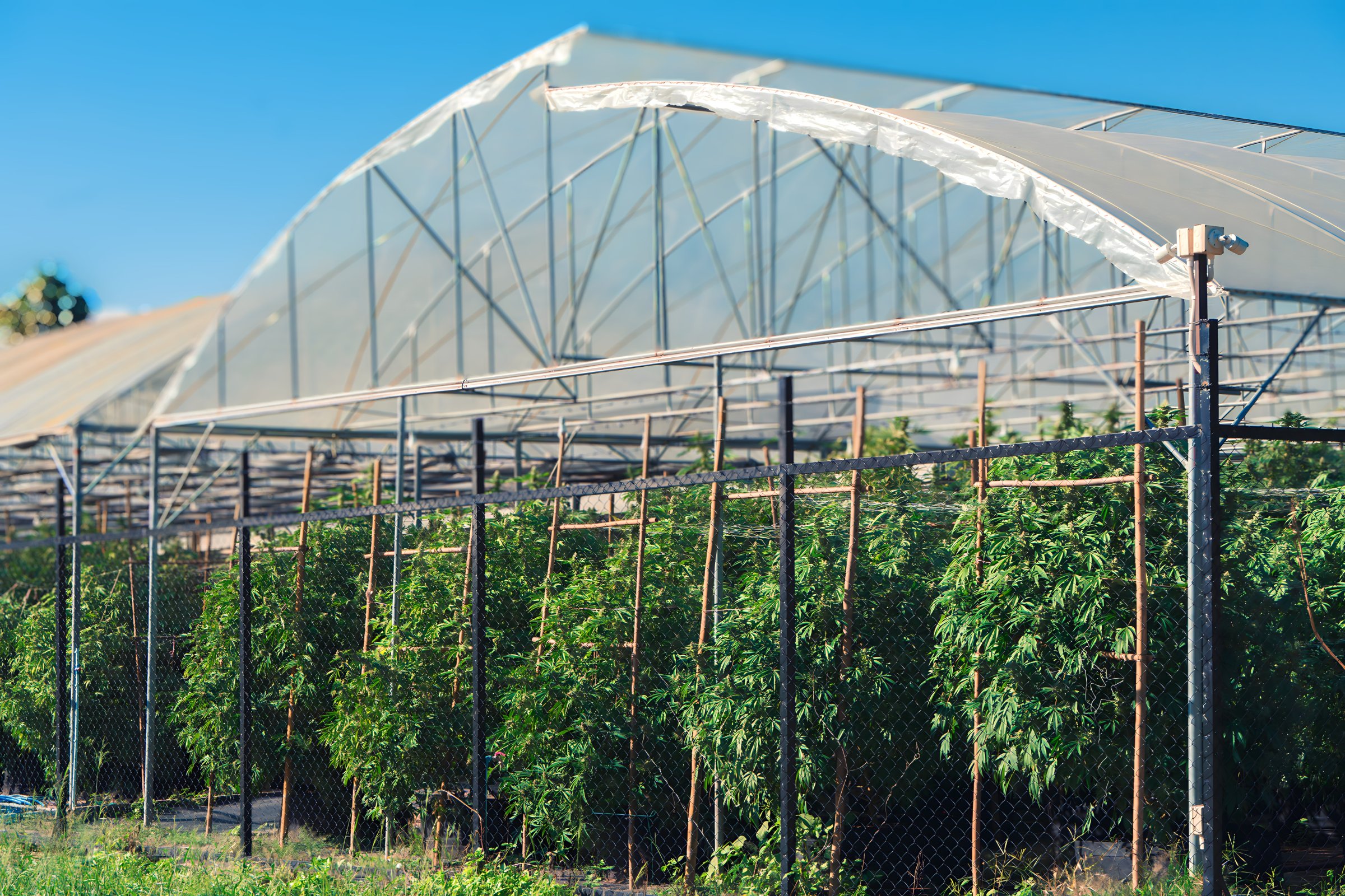 Happy Herb Cannabis Farm