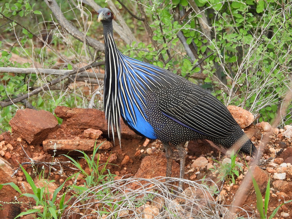 Nature Trails East Africa