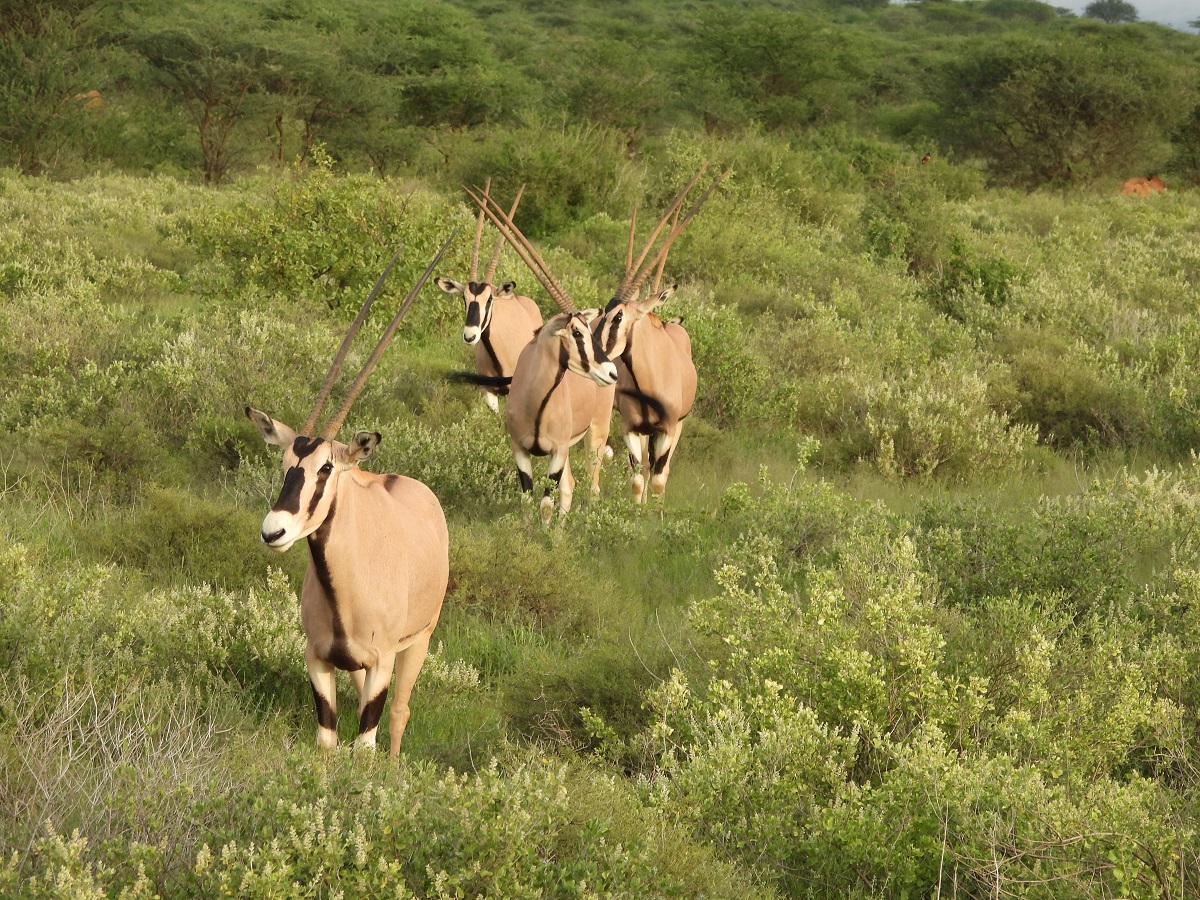 Nature Trails East Africa