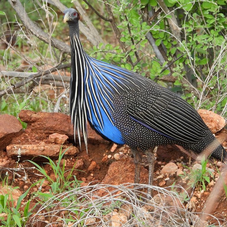 Nature Trails East Africa