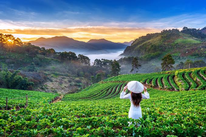 TravelBug Ceylon